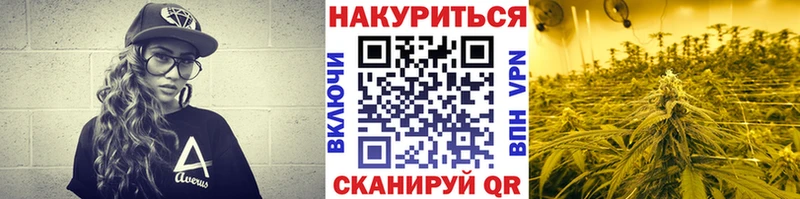 Купить где Бежецк Шишки марихуана сатива